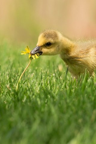 Обои трава, птенец, цветок, поляна, птица, одуванчик, утенок, гусенок, grass, chick, flower, glade, bird, dandelion, duck, gosling разрешение 4096x2751 Загрузить