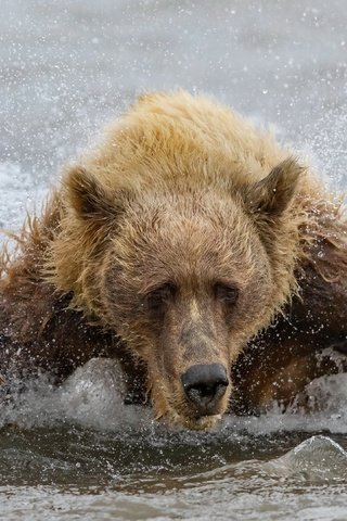Обои вода, медведь, зверь, water, bear, beast разрешение 3840x2160 Загрузить