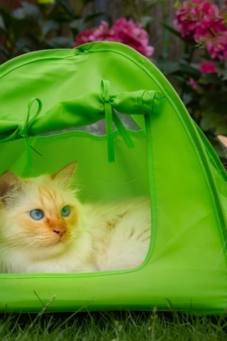 Обои взгляд, кошки, палатка, look, cats, tent разрешение 6000x4000 Загрузить