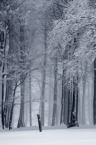 Обои деревья, монохром, снег, природа, лес, зима, ветки, ветви, иней, trees, monochrome, snow, nature, forest, winter, branches, branch, frost разрешение 2880x1620 Загрузить