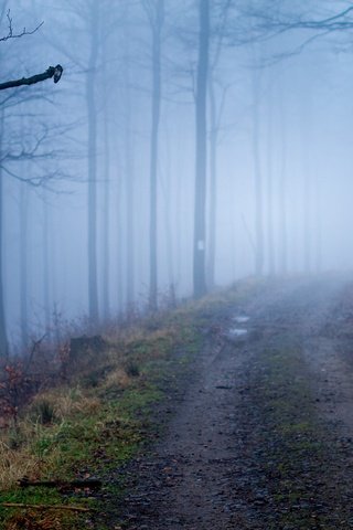 Обои дорога, деревья, природа, лес, туман, осень, road, trees, nature, forest, fog, autumn разрешение 3674x2449 Загрузить