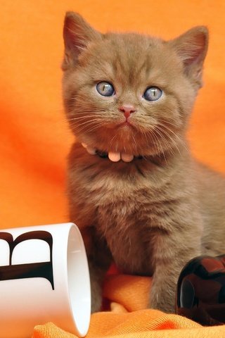 Обои кошка, взгляд, котенок, кружка, ткань, яблоко, британский, оранжевый фон, cat, look, kitty, mug, fabric, apple, british, orange background разрешение 2560x1700 Загрузить