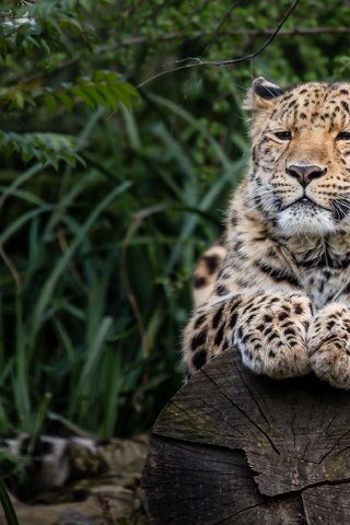 Обои лапы, леопард, хищник, бревно, paws, leopard, predator, log разрешение 3729x2486 Загрузить
