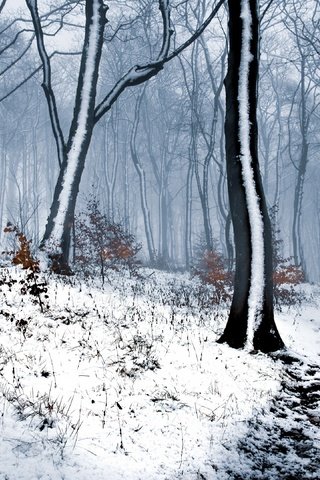 Обои лес, зима, forest, winter разрешение 3840x2160 Загрузить
