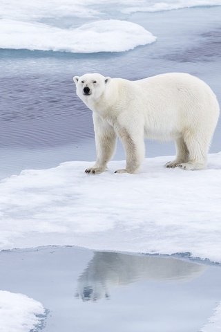 Обои морда, медведь, снег, лёд, природа, водоем, льдины, берег, белый медведь, зима, отражение, поза, взгляд, face, bear, snow, ice, pond, nature, shore, polar bear, winter, reflection, pose, look разрешение 1920x1280 Загрузить