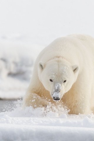 Обои морда, снег, поза, лапы, взгляд, медведь, водоем, белый медведь, face, snow, pose, paws, look, bear, pond, polar bear разрешение 2000x1333 Загрузить