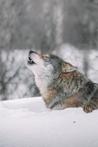 Обои профиль, морда, сугробы, снег, волк, природа, лес, вой, зима, воет, поза, ветки, серый, profile, face, the snow, snow, wolf, nature, forest, howl, winter, howling, pose, branches, grey разрешение 3840x2160 Загрузить