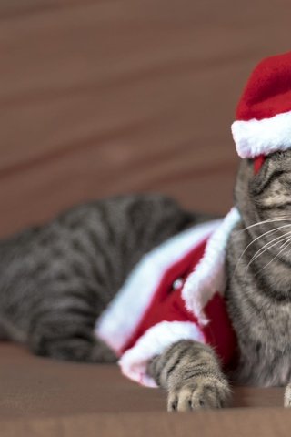 Обои новый год, колпак санты, кот, кошка, взгляд, лежит, мордашка, костюм, праздник, рождество, christmas, new year, cat, look, lies, face, costume, holiday разрешение 2000x1333 Загрузить