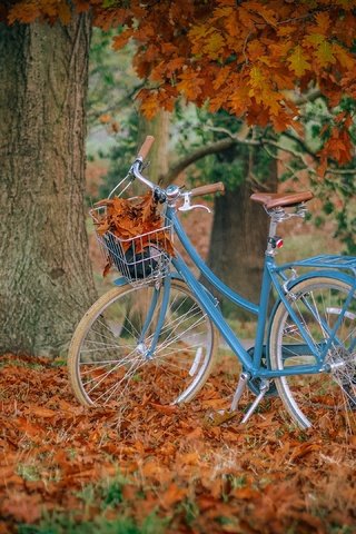Обои парк, осень, велосипед, park, autumn, bike разрешение 2880x2160 Загрузить