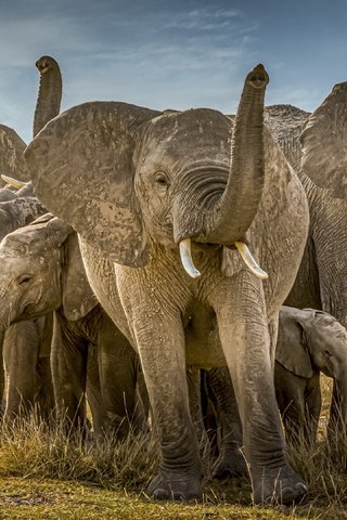 Обои природа, африка, слоны, nature, africa, elephants разрешение 3840x2160 Загрузить