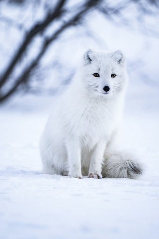 Обои снег, зима, взгляд, сидит, песец, snow, winter, look, sitting, fox разрешение 2880x1924 Загрузить
