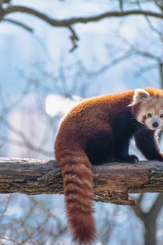 Обои свет, малая панда, дерево, поза, ветки, взгляд, голубой фон, красная панда, боке, light, tree, pose, branches, look, blue background, red panda, bokeh разрешение 2560x1707 Загрузить