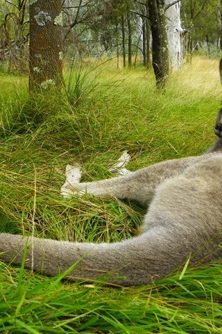 Обои трава, поза, взгляд, лежит, австралия, кенгуру, grass, pose, look, lies, australia, kangaroo разрешение 2560x1920 Загрузить