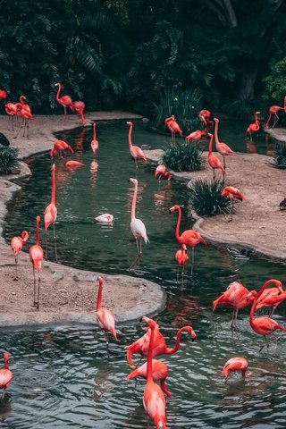 Обои вода, природа, фламинго, water, nature, flamingo разрешение 2400x1600 Загрузить