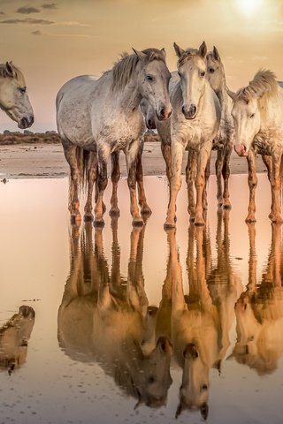 Обои вода, природа, кони, water, nature, horses разрешение 3840x2160 Загрузить