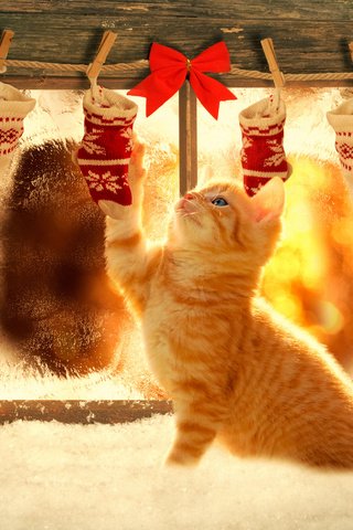 Обои новый год, украшения, котенок, окно, рыжий, праздник, рождество, снег бантики, new year, decoration, kitty, window, red, holiday, christmas разрешение 4256x2832 Загрузить