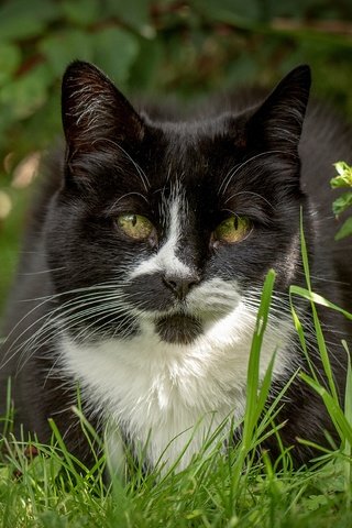 Обои трава, мордочка, усы, кошка, взгляд, grass, muzzle, mustache, cat, look разрешение 4118x2540 Загрузить