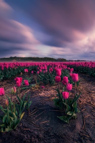 Обои цветы, поле, тюльпаны, flowers, field, tulips разрешение 5052x3368 Загрузить