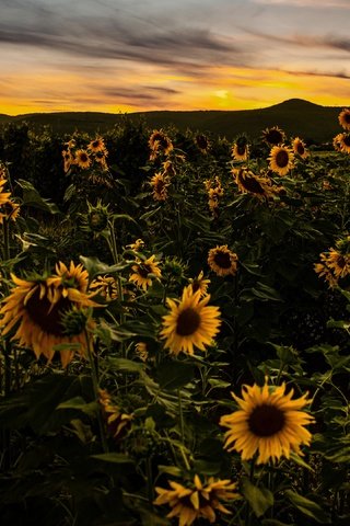 Обои цветы, вечер, холмы, закат, поле, подсолнухи, flowers, the evening, hills, sunset, field, sunflowers разрешение 3840x2160 Загрузить