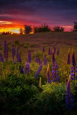 Обои цветы, вечер, закат, поле, лето, люпины, flowers, the evening, sunset, field, summer, lupins разрешение 6144x4316 Загрузить
