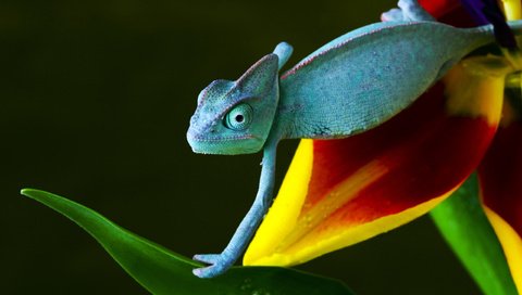 Обои желтый, зелёный, синий, цветок, красный, ползет, хамелеон, yellow, green, blue, flower, red, crawling, chameleon разрешение 2560x1600 Загрузить