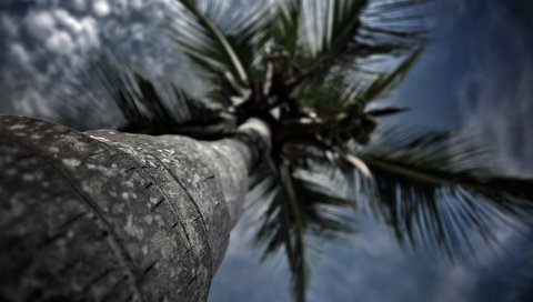 Обои небо, вид, пальма, вид снизу, ствол дерева, the sky, view, palma, bottom view, the trunk of the tree разрешение 1920x1200 Загрузить