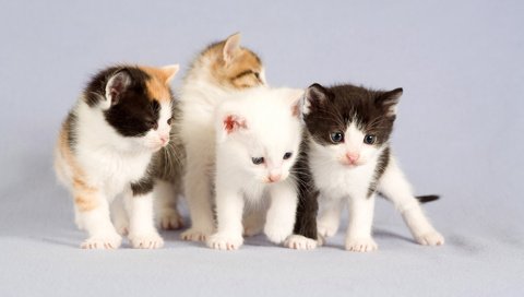 Обои портрет, котята, четверо, portrait, kittens, four разрешение 1920x1200 Загрузить