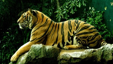 Обои тигр, дикие кошки, киски, киска, tiger, wild cats, pussy разрешение 2560x1600 Загрузить
