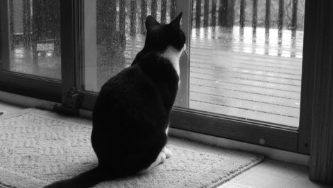 Обои кот, грусть, кошка, чёрно-белое, черно-белая, дождь, окно, cat, sadness, black and white, rain, window разрешение 1920x1440 Загрузить