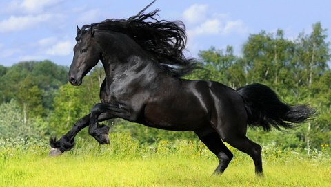 Обои конь, грива, копыта, horse, mane, hooves разрешение 1920x1200 Загрузить