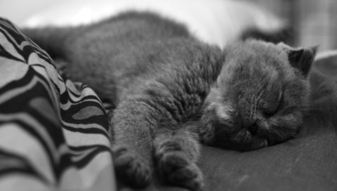 Обои чёрно-белое, котенок, спит, нос, black and white, kitty, sleeping, nose разрешение 3888x2592 Загрузить
