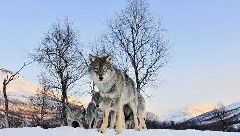 Обои зима, взгляд, волк, winter, look, wolf разрешение 1920x1200 Загрузить