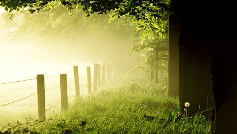 Обои трава, деревья, лес, утро, туман, забор, одуванчик, газон, grass, trees, forest, morning, fog, the fence, dandelion, lawn разрешение 1920x1200 Загрузить