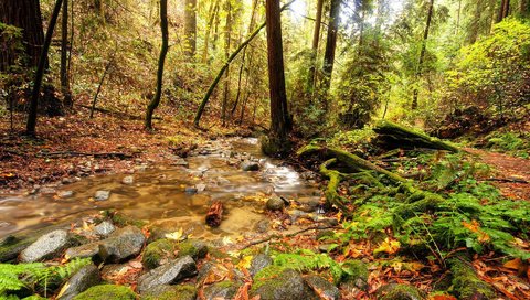 Обои деревья, осень, природа, мох, камни, зелень, лес, листья, ручей, листва, trees, autumn, nature, moss, stones, greens, forest, leaves, stream, foliage разрешение 1920x1200 Загрузить