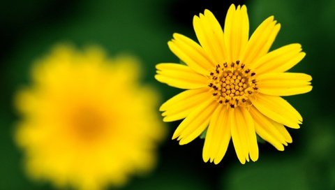 Обои желтый, фокус камеры, цветок, резкость, yellow, the focus of the camera, flower, sharpness разрешение 2560x1600 Загрузить