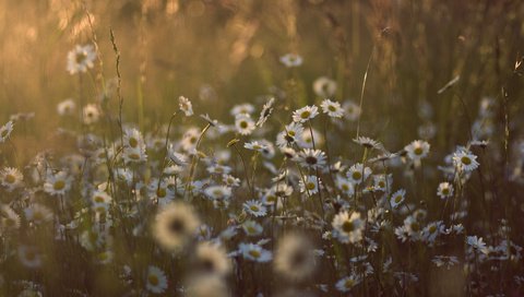 Обои свет, цветы, трава, солнце, природа, лето, поляна, ромашки, light, flowers, grass, the sun, nature, summer, glade, chamomile разрешение 3888x2592 Загрузить