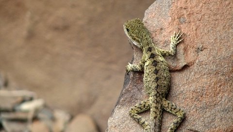 Обои камни, ящерица, австралия, stones, lizard, australia разрешение 2560x1600 Загрузить