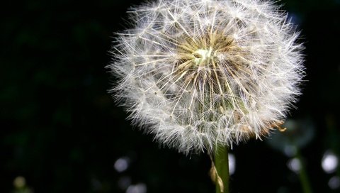 Обои одуванчик, пух, dandelion, fluff разрешение 1920x1440 Загрузить