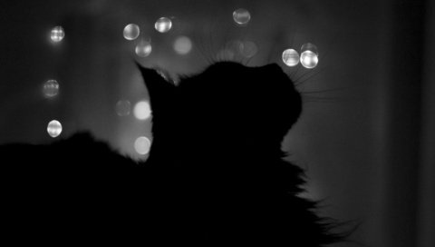 Обои ночь, кот, кошка, чёрно-белое, профиль, силуэт, окно, night, cat, black and white, profile, silhouette, window разрешение 1920x1200 Загрузить