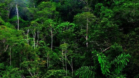 Обои лес, тропики, джунгли, forest, tropics, jungle разрешение 1920x1200 Загрузить