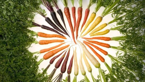 Обои еда, морковь, изобилие цвета, food, carrots, a profusion of color разрешение 2700x1675 Загрузить