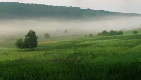 Обои трава, деревья, зелёный, туман, grass, trees, green, fog разрешение 3200x1200 Загрузить