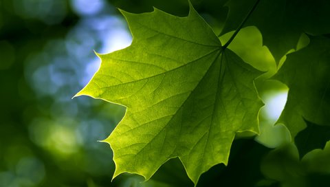 Обои зелень, лето, лист, клен, greens, summer, sheet, maple разрешение 2560x1600 Загрузить