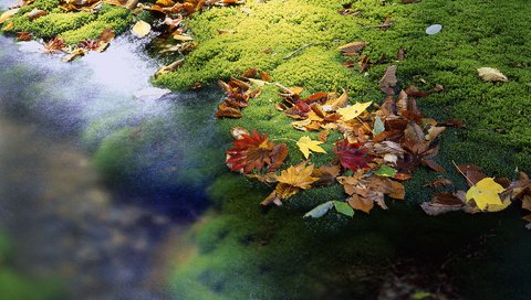 Обои вода, листья, ручей, осень, япония, мох, water, leaves, stream, autumn, japan, moss разрешение 1920x1200 Загрузить