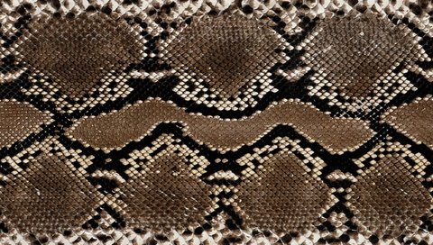 Обои кожа, змеи, расцветка, етекстура, змеиная кожа, leather, snakes, colors, texture, snakeskin разрешение 2560x1600 Загрузить