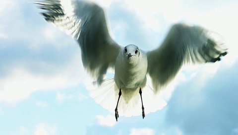 Обои небо, полет, чайка, the sky, flight, seagull разрешение 2959x2199 Загрузить