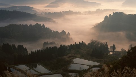 Обои лес, туман, япония, forest, fog, japan разрешение 2560x1600 Загрузить