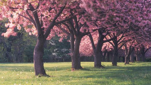 Обои цветы, трава, деревья, лес, красота, поляна, весна, flowers, grass, trees, forest, beauty, glade, spring разрешение 2560x1600 Загрузить