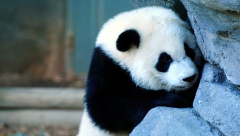 Обои грусть, панда, медведь, бамбуковый медведь, большая панда, sadness, panda, bear, bamboo bear, the giant panda разрешение 2560x1600 Загрузить