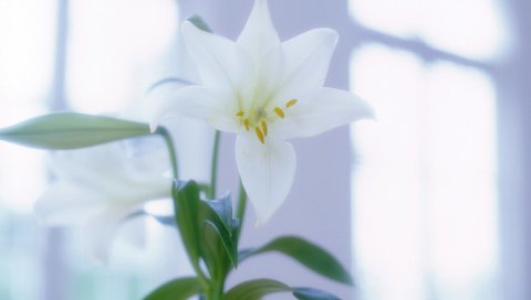 Обои цветы, белые, лилии, flowers, white, lily разрешение 1920x1200 Загрузить